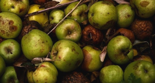 Factores como la temperatura, la humedad, la luz o el oxígeno alteran los alimentos.