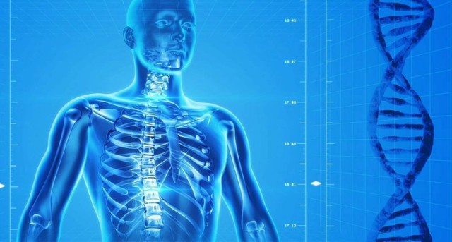 El calcio es indispensable para que funcionen bien los músculos, el corazón y los nervios. La falta de calcio es la principal causa de osteoporosis.
