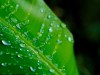 Componente vital de las plantas y algas con múltiples efectos benéficos en la salud.
