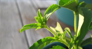 Las hojas de la planta han sido utilizadas por los guaraníes desde los tiempos pre-colombinos para endulzar los alimentos.