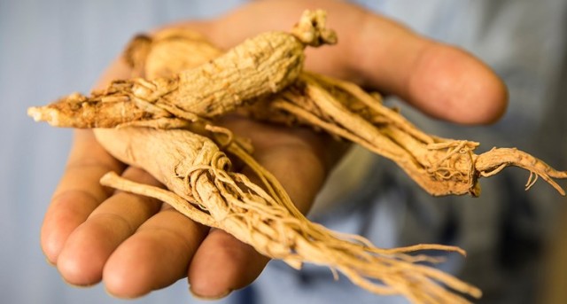 Los principios activos del ginseng son los ginsenósidos contenidos en la raíz.