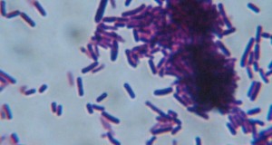 El lactobacilo es un micro-organismo presente en la vía-gastrointestinal, relacionado con la síntesis de enzimas y vitaminas.
