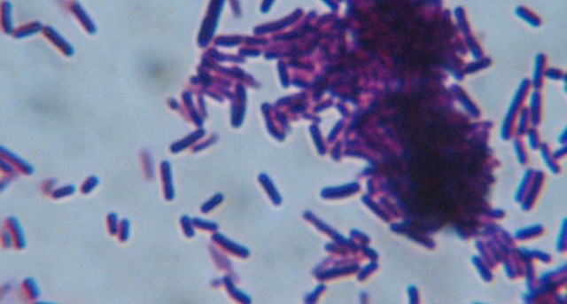 El lactobacilo es un micro-organismo presente en la vía-gastrointestinal, relacionado con la síntesis de enzimas y vitaminas.