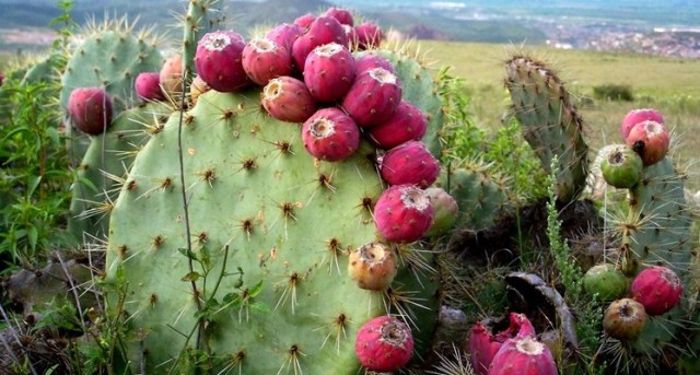 Los aztecas empleaban el nopal en muchos preparados medicinales