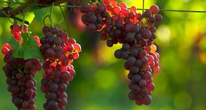 La uva resulta favorable para el cuidado del corazón y las arterias