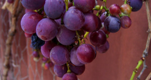 Los compuestos activos del resveratrol pueden aumentar el metabolismo de la glucosa, lo que reduce la necesidad de insulina.