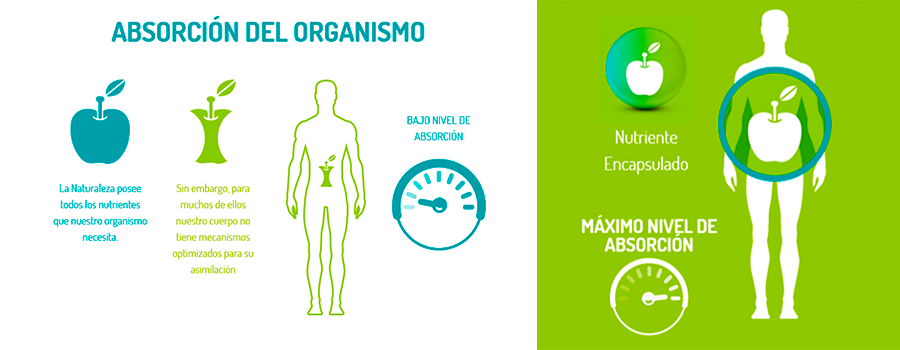 Absorción de nutrientes.
