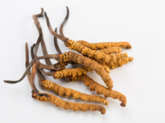 Hongo Cordyceps, elixir de la vitalidad y longevidad