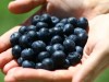 El jugo de arándano se usa extensivamente para prevenir las infecciones en las vías urinarias.
