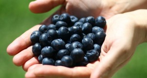 El jugo de arándano se usa extensivamente para prevenir las infecciones en las vías urinarias.