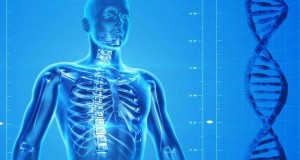 El calcio es indispensable para que funcionen bien los músculos, el corazón y los nervios. La falta de calcio es la principal causa de osteoporosis.