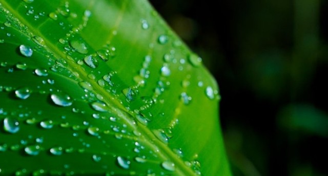 Componente vital de las plantas y algas con múltiples efectos benéficos en la salud.