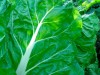 Es rica en vitamina C y beta-carotenos, pero pierde parte de la vitamina C al cocerla.