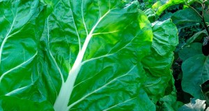 Es rica en vitamina C y beta-carotenos, pero pierde parte de la vitamina C al cocerla.
