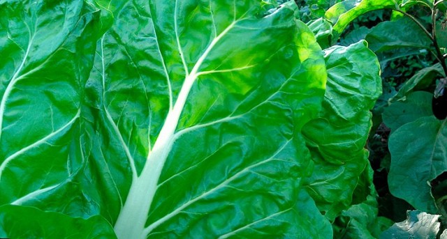 Cómo cocinar la acelga para aprovechar sus vitaminas Es rica en vitamina C y beta-carotenos, pero pierde parte de la vitamina C al cocerla.