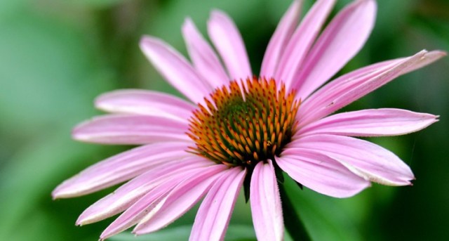 La echinacea: el medicamento natural más prescrito La echinácea estimula el sistema inmunológico de manera que el cuerpo tenga mayor habilidad para combatir infecciones.