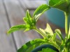 Las hojas de la planta han sido utilizadas por los guaraníes desde los tiempos pre-colombinos para endulzar los alimentos.