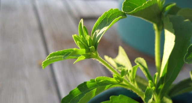 Origen de la estevia y su creciente popularidad Las hojas de la planta han sido utilizadas por los guaraníes desde los tiempos pre-colombinos para endulzar los alimentos.