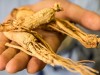 Los principios activos del ginseng son los ginsenósidos contenidos en la raíz.