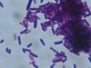 El lactobacilo es un micro-organismo presente en la vía-gastrointestinal, relacionado con la síntesis de enzimas y vitaminas.