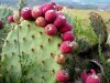 Los aztecas empleaban el nopal en muchos preparados medicinales