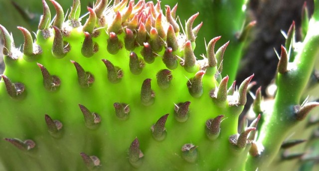 Cómo aprovechar los beneficios del nopal para tratar enfermedades