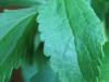 La estevia no aporta calorías, y ayuda a regular la glucosa