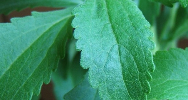 Propiedades curativas del edulcorante natural stevia La estevia no aporta calorías, y ayuda a regular la glucosa