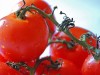 Los tomates contienen licopeno, un carotenoide que les aporta su color rojo característico.