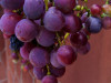 Los compuestos activos del resveratrol pueden aumentar el metabolismo de la glucosa, lo que reduce la necesidad de insulina.