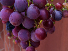 Resveratrol: Todo lo que debes saber Los compuestos activos del resveratrol pueden aumentar el metabolismo de la glucosa, lo que reduce la necesidad de insulina.