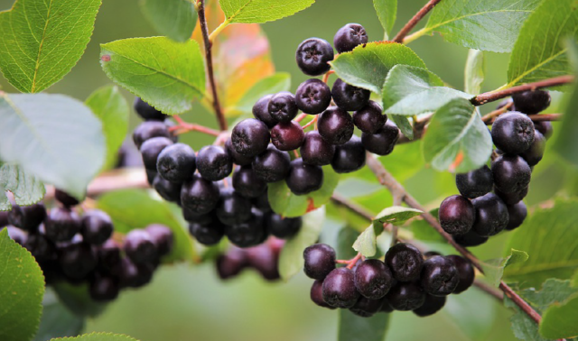 maqui-berry-liga