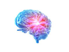 4 claves nutritivas para potenciar tu Cerebro